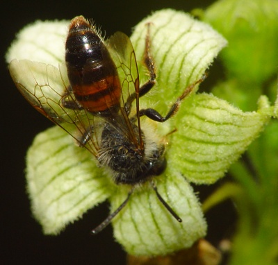 Andrena florea mâle