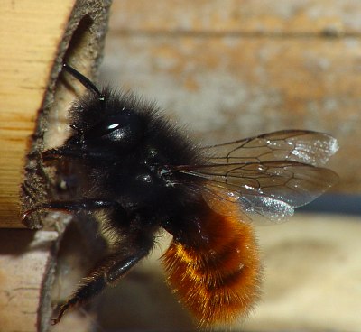 Osmia Cornuta